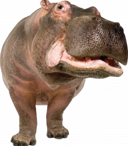 Hippo PNG images free download
