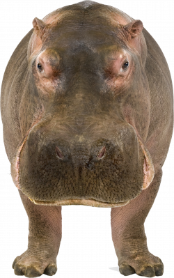 Hippo PNG images free download