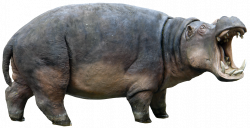 Hippopotamus Rhinoceros Clip art - Hand-painted animal pictures ...