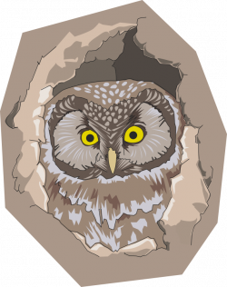 28+ Collection of Owl In Tree Hole Clipart | High quality, free ...