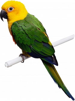 Parrot Four | Isolated Stock Photo by noBACKS.com