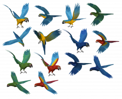 Set of Parrots | Isolated Stock Photo by noBACKS.com