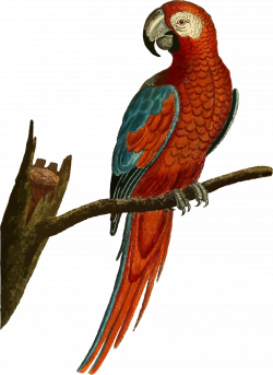 Vintage Deep Red Parrot Illustration by @GDJ, From Pixabay., on ...