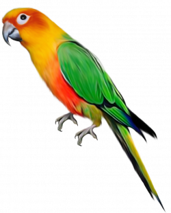 Large Parrot Clipart | Gallery Yopriceville - High-Quality Images ...