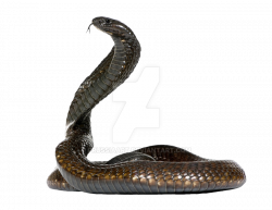 Snake PNG Clipart | PNG Mart