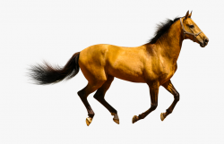 Horse Is Domestic Or Wild Animal #15494 - Free Cliparts on ...