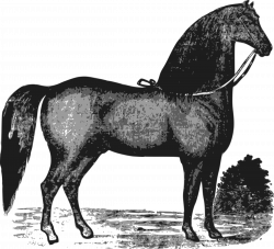 Elegant Horse Icons PNG - Free PNG and Icons Downloads