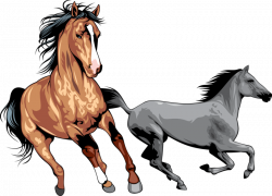 Mustang Wild horse Clip art - Galloping horses 800*578 transprent ...
