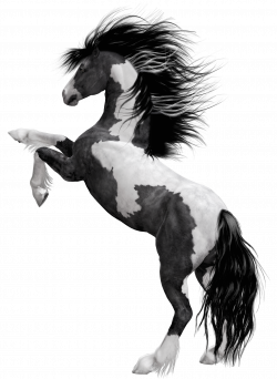 Black White Horse PNG Clipart Picture | Horses | Pinterest | White ...