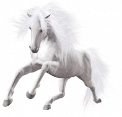 Transparent White Horse Art | Horses | Pinterest | Horse art, White ...