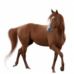 American Quarter Horse Mustang Clip art - PNG Picture Horse 894*894 ...