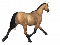 Horses Brown Horse Rear View transparent PNG - StickPNG
