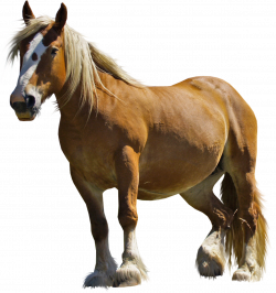 Horse PNG Images, Horse Clipart free download