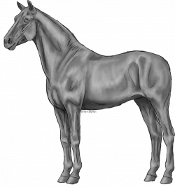 FREE - standing horse greyscale by Bright-Button on DeviantArt