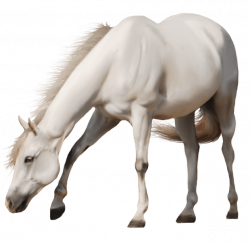 Beautiful White Horse transparent PNG - StickPNG