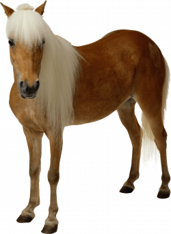 Brown horse with long hair PNG Image - PurePNG | Free transparent ...