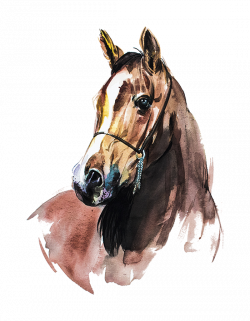 Pin by pngsector on Horse PNG & Horse Clipart Transparet in ...