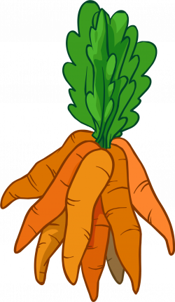Pin by luke on YCN Quorn: carrot illustration research | Pinterest ...