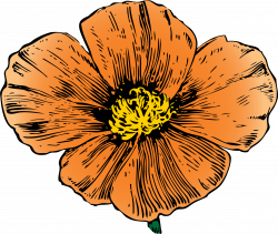 California Poppy by @johnny_automatic, from an ad in House and ...