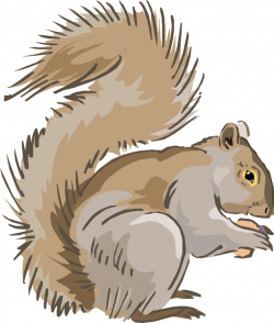 Squirrel Images Clipart Group (19+)