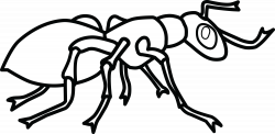 28+ Collection of Ant Clipart Black And White | High quality, free ...