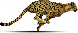 Cheetah Running PNG - 17571 - TransparentPNG