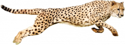 Cheetah Clipart PNG Image - Picpng