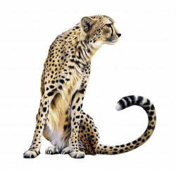 Cheetah PNG Images Transparent Free Download | PNGMart.com