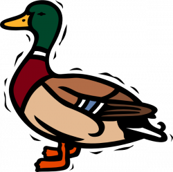 28+ Collection of Mallard Duck Clipart Free | High quality, free ...