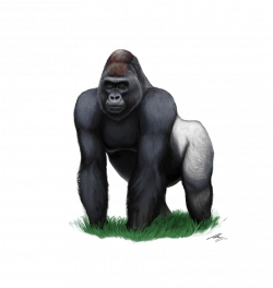 28+ Collection of Gorilla Clipart Images | High quality, free ...