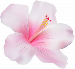 Pink Hibiscus PNG Clip Art - Best WEB Clipart