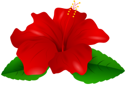 Red Hibiscus Transparent PNG Clip Art | Gallery Yopriceville - High ...