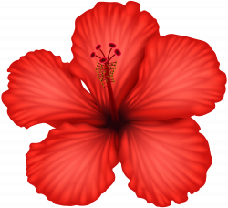 Red Hibiscus PNG Clip Art | Gallery Yopriceville - High-Quality ...
