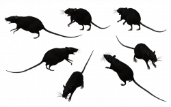 Rat Clip Art Free | Clipart Panda - Free Clipart Images