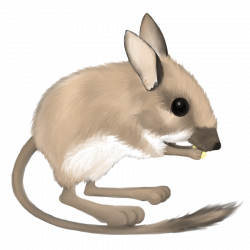 28+ Collection of Kangaroo Rat Clipart | High quality, free cliparts ...