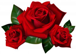 Red Roses PNG Clipart Picture | Gallery Yopriceville - High-Quality ...