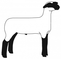 Free Show Lamb Clip Art | Sheep Graphics | Clublamb Images