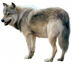 Wolf HD PNG Transparent Wolf HD.PNG Images. | PlusPNG