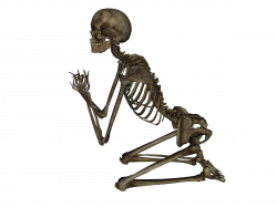 Human Skeleton Eleven | Isolated Stock Photo by noBACKS.com