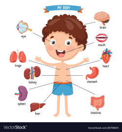 Pin by smart toys on picture | Human body, Teaching kids ...