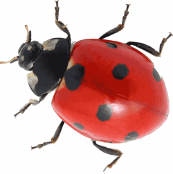 Simplistic Ladybug Pictures For Kids Life Cycle Growing Strong ...