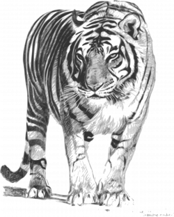 Clipart - Bengal Tiger