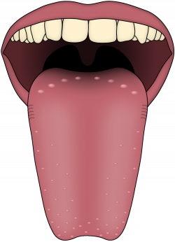 Pin by Next on Clipart | Human tongue, Tongue sores, Facts ...