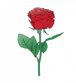 Single Red Rose Vector | Pinterest | Single red rose and Illustrations