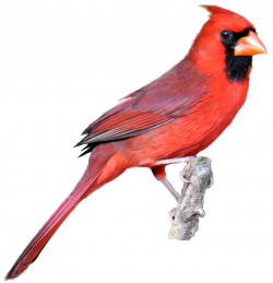 cardinal images | Realistic Clipart from Masked Photographs | Fused ...