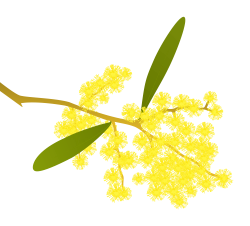 Golden Wattle - Acacia pycnantha | Pinterest | Illustrations