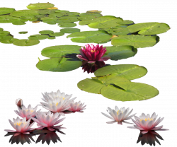 Water Lily PNG Transparent Images | PNG All