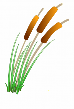 Reeds Plants Water Pond Lake Png Image - Reeds Clipart Free ...