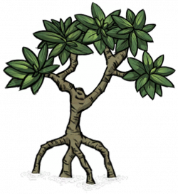 Tree/Mangrove Tree - Don't Starve Wiki