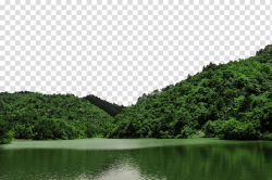 Green leafed trees, Daming Lake Thousand Buddha Mountain ...